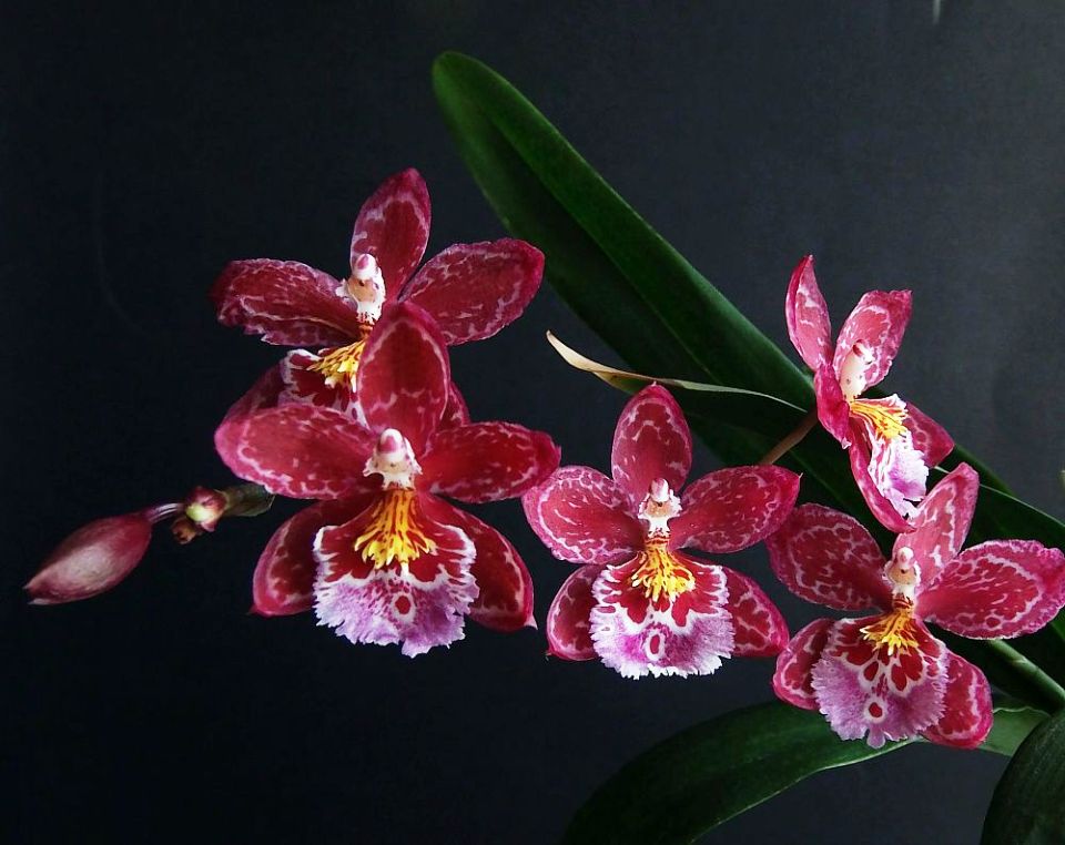 clases de orquídeas silvestres