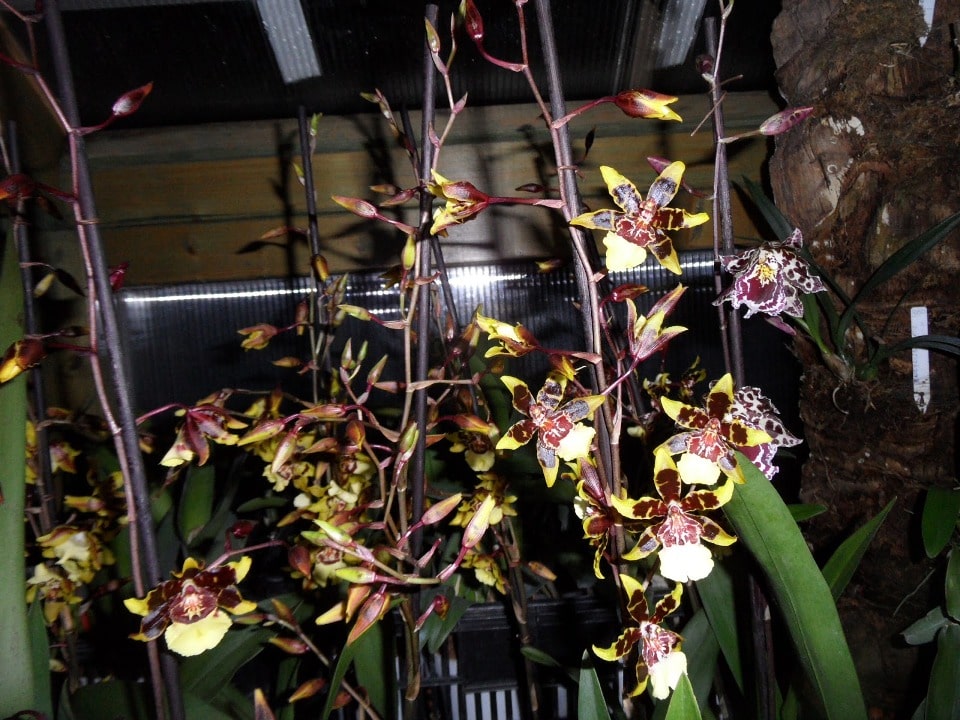 clases de orquídeas silvestres