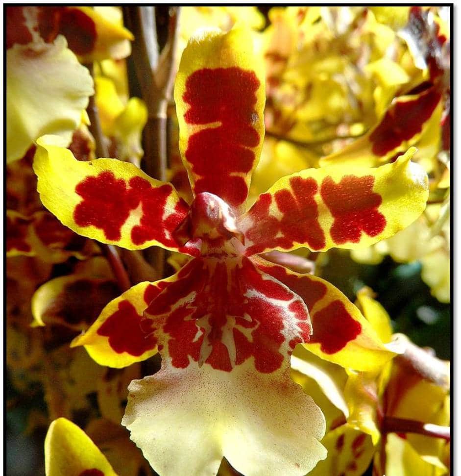clases de orquídeas silvestres