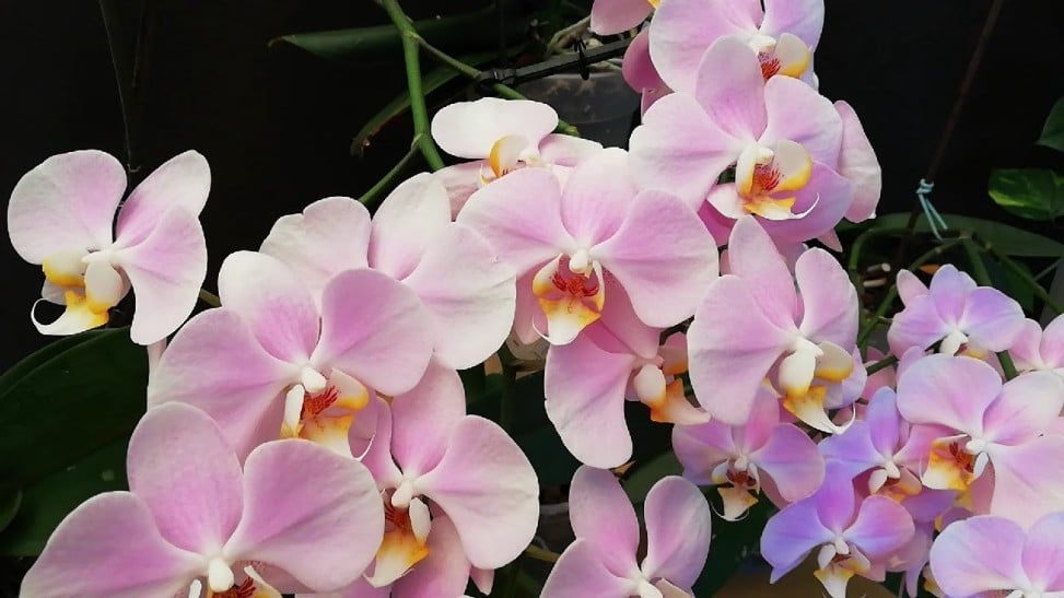 clases de orquídeas silvestres