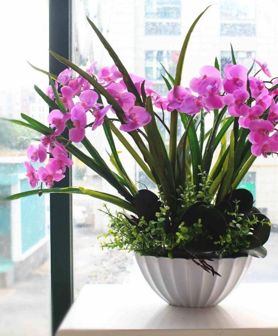 clases de orquídeas silvestres