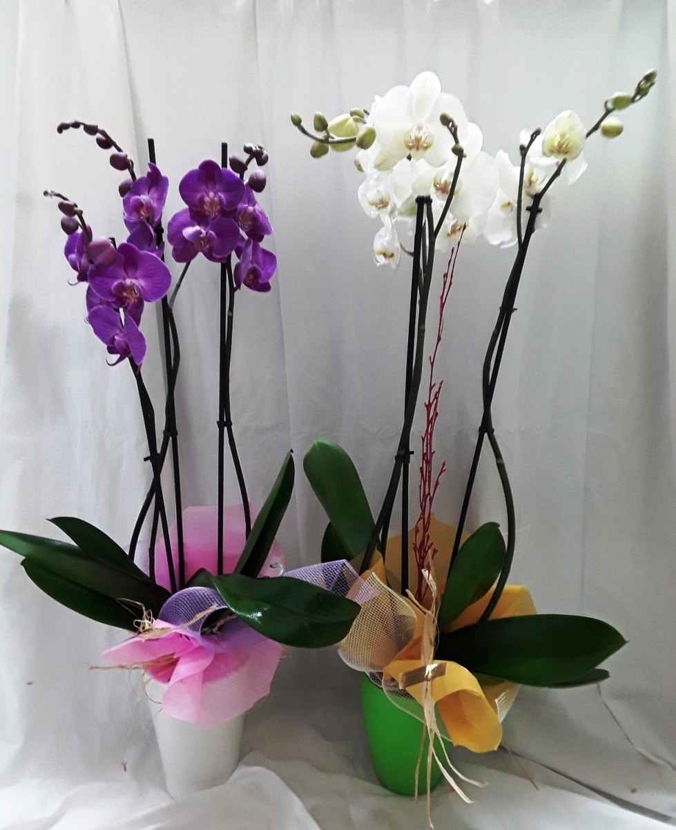 clases de orquídeas silvestres