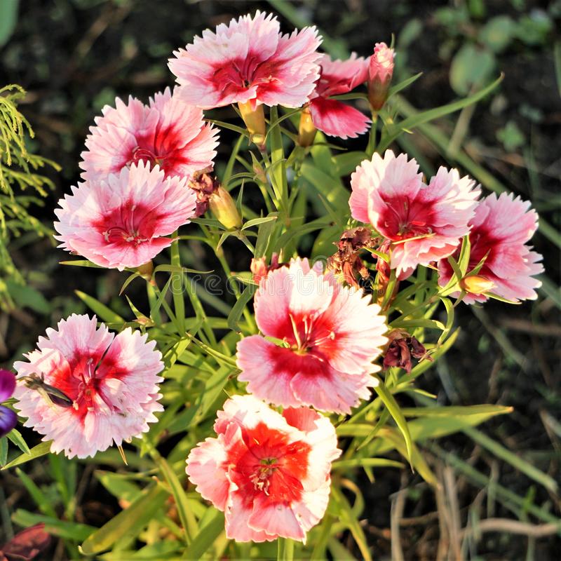 claveles enanos o pequeños