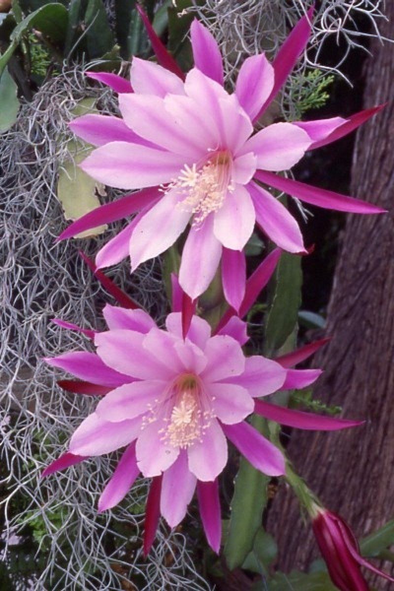 epiphyllum oxypetalum flor kadupul