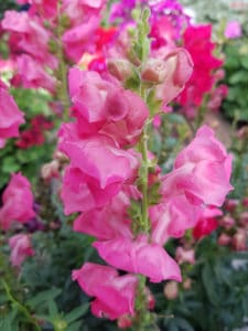 FLOR BOCA DE DRAG N Nombre Cient fico Cultivo Cuidados Y M s flor-boca-de-drag-n-nombre-cient-fico-cultivo-cuidados-y-m-s