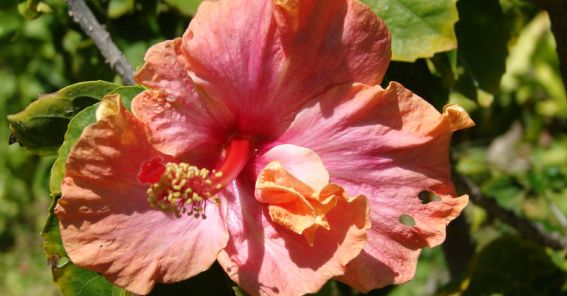 hibiscus rosa-sinensis