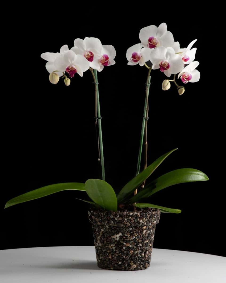 orquídeas phalaenopsis