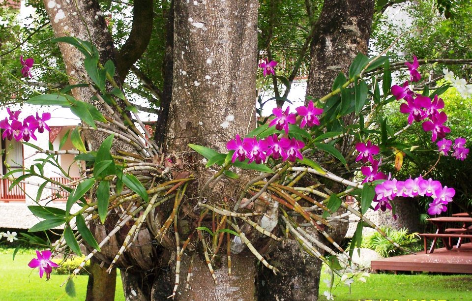 orquídeas de Colombia