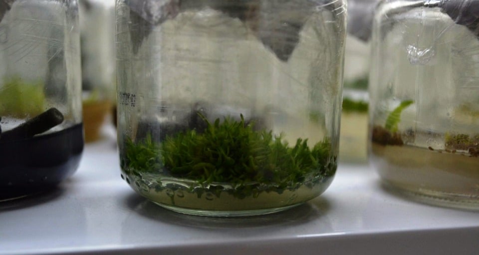 orquídeas phalaenopsis