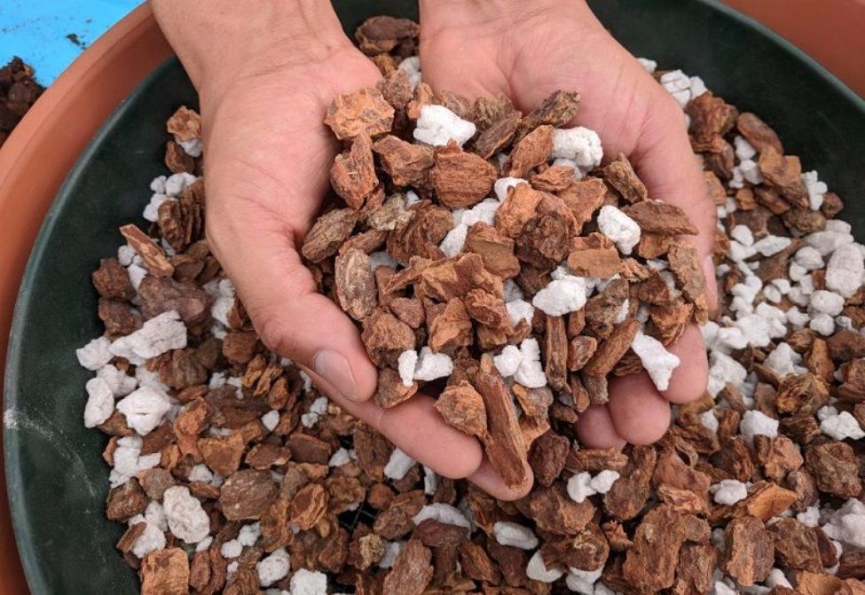 orquídeas phalaenopsis