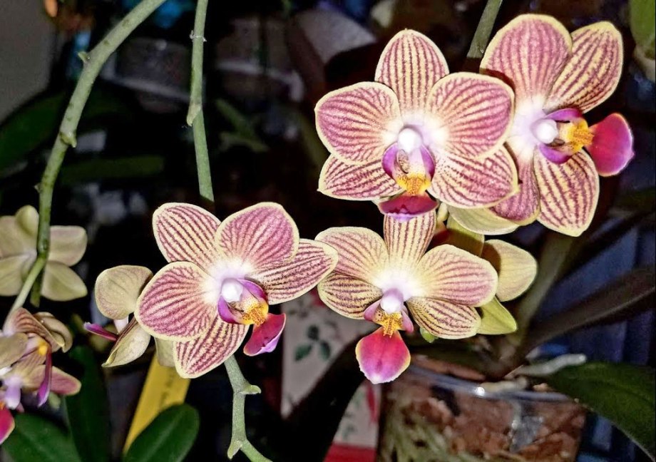 orquídeas phalaenopsis