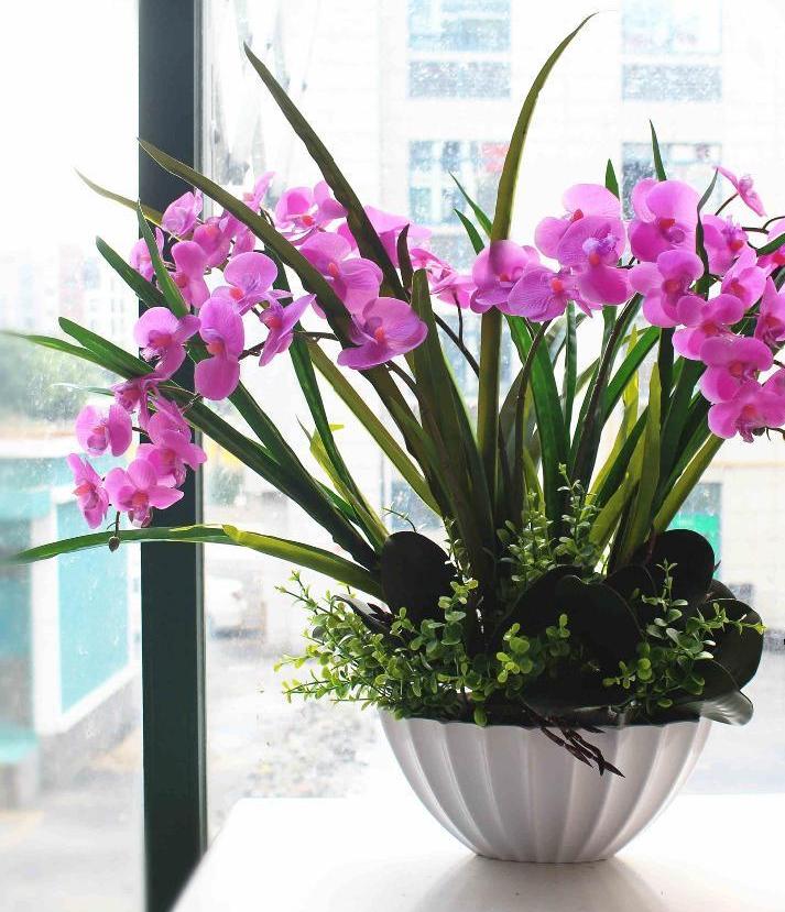 orquídeas phalaenopsis