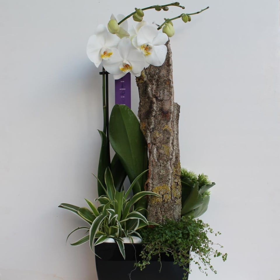 orquídeas phalaenopsis