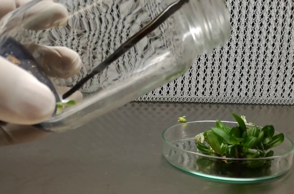 orquídeas phalaenopsis