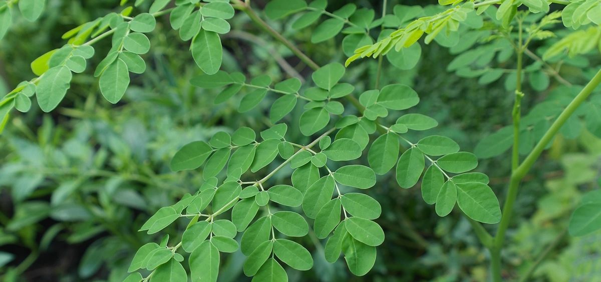 para que sirve la moringa