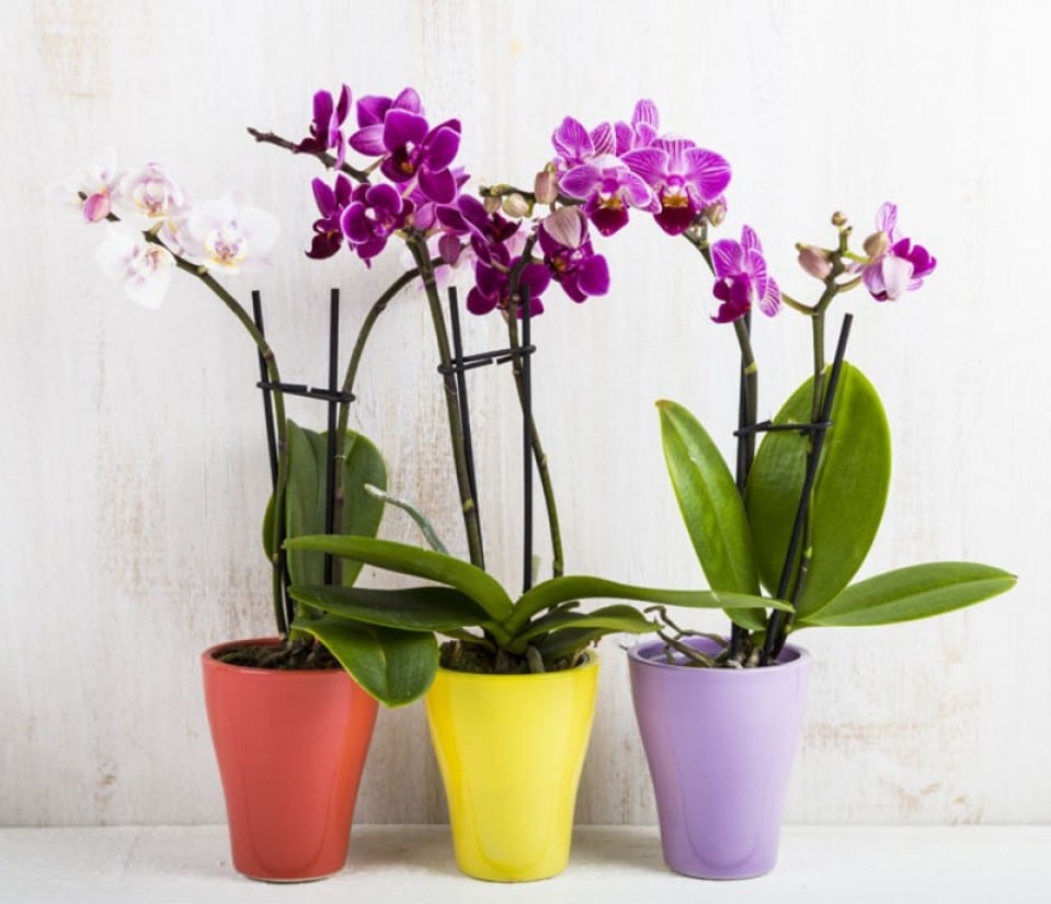 significado de las orquídeas