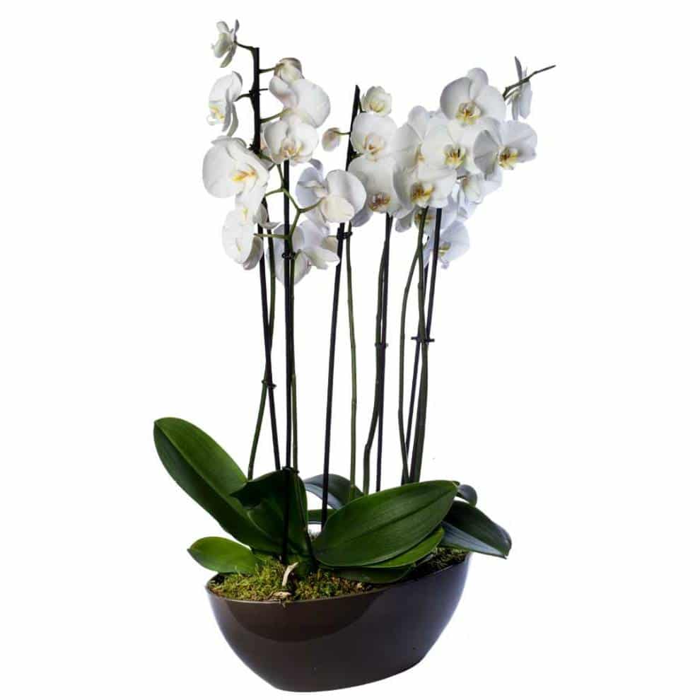 significado de las orquídeas