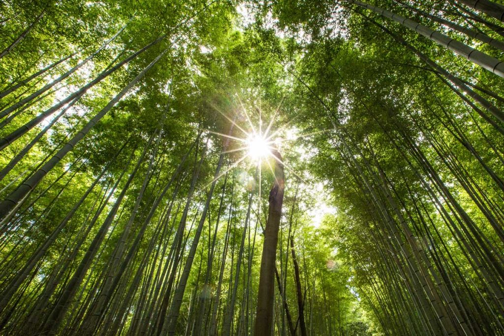 Características-del-Bambú-4