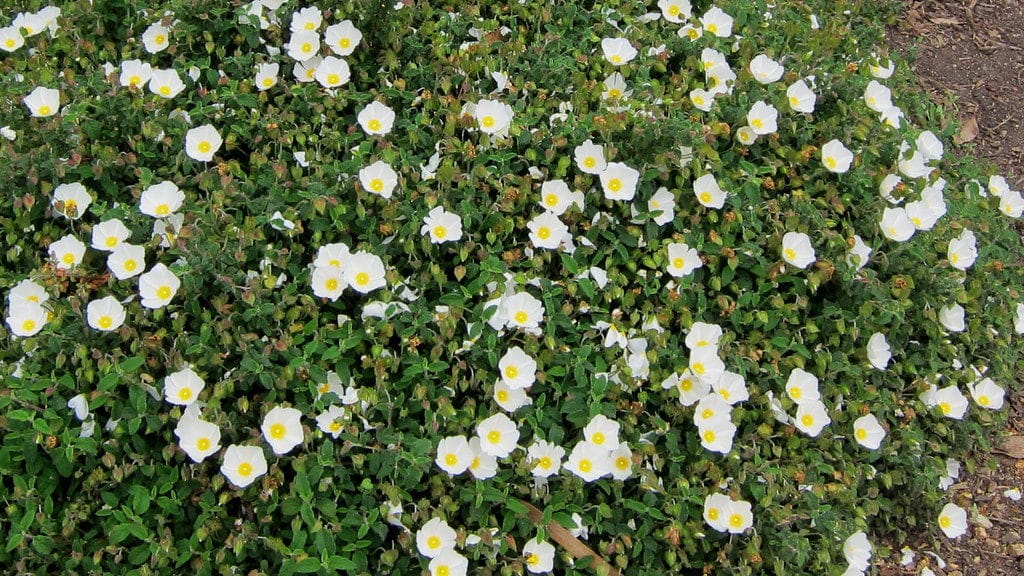 Cistus