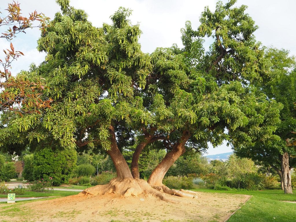 Ombú árbol