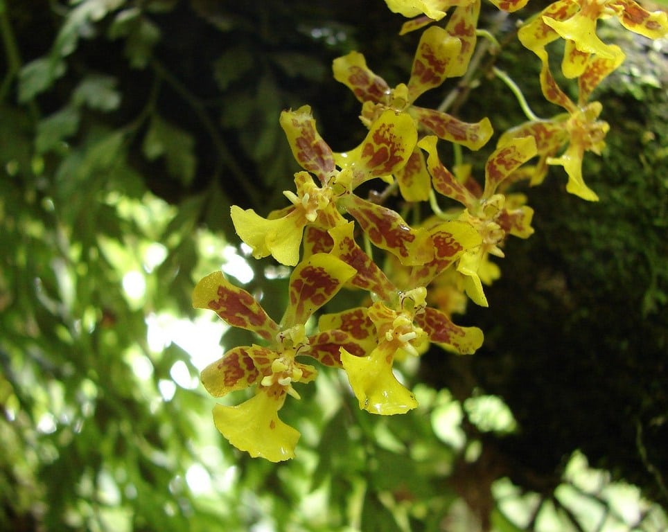 orquídeas oncidium