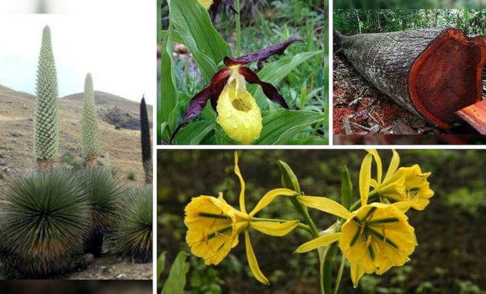 Plantas en peligro de extinción