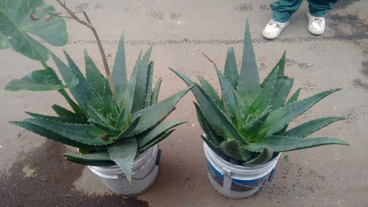 aloe-vera
