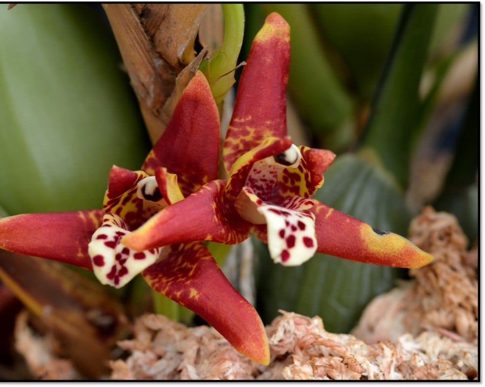 como cultivar bulbos de orquídeas terrestres