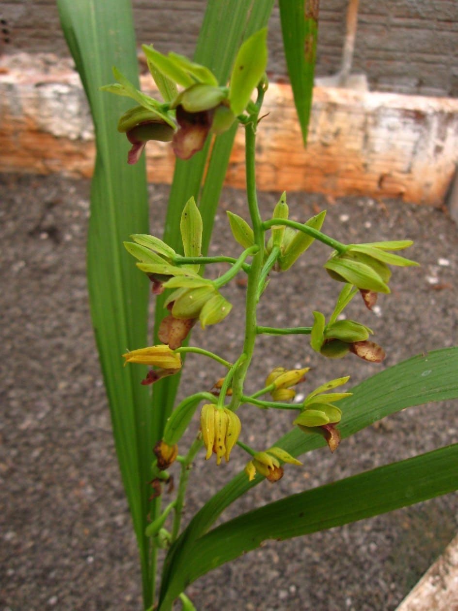 como cultivar bulbos de orquídeas terrestres