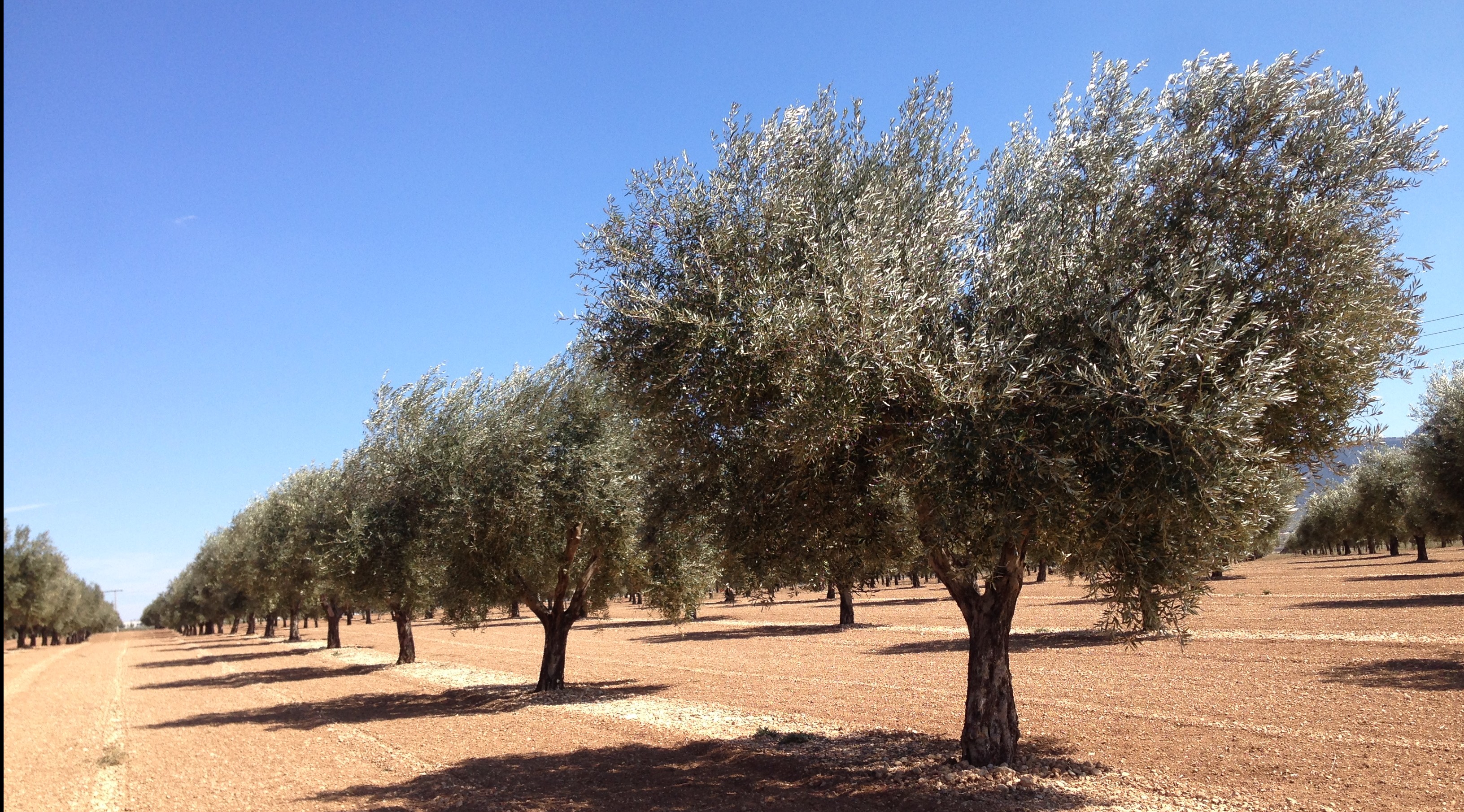 Enfermedades del olivo
