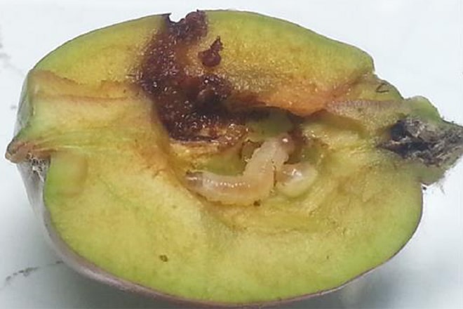 enfermedades-del-peral