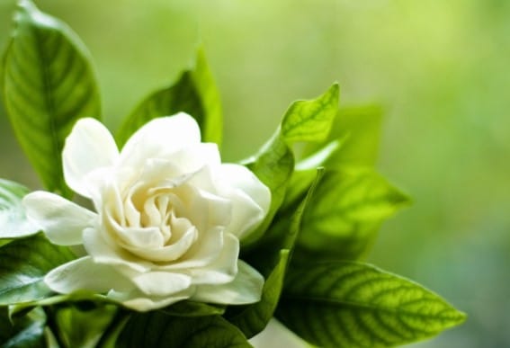 flores-blancas