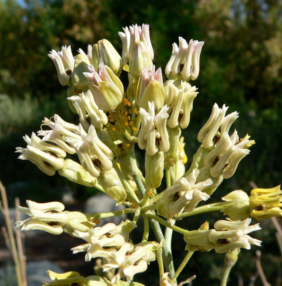 las asclepias tuberosas