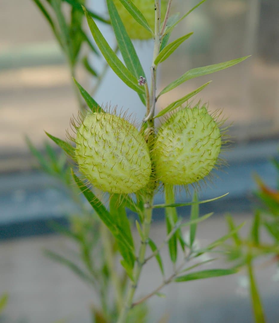 las asclepias tuberosas