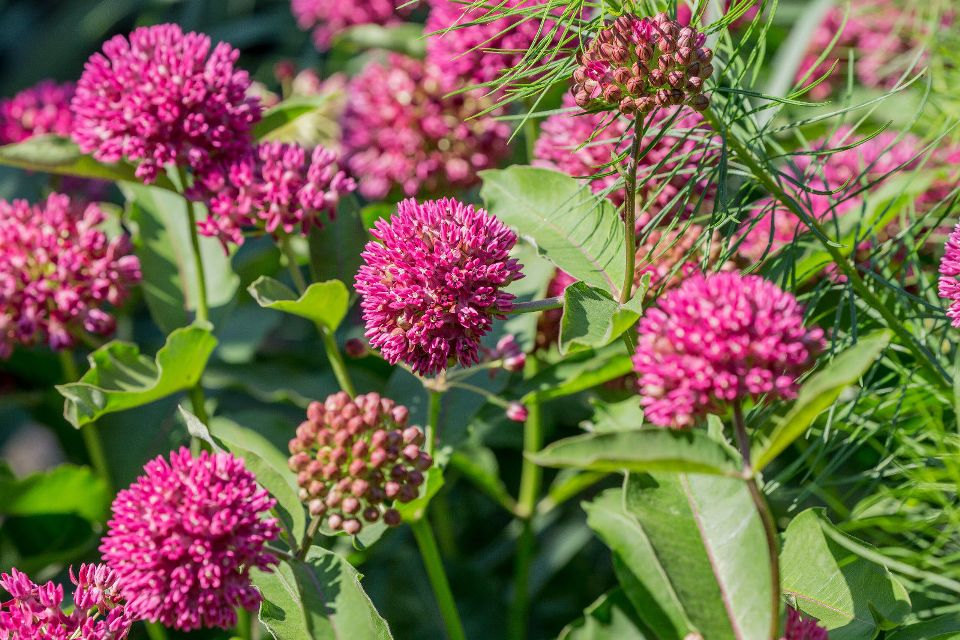 las asclepias tuberosas