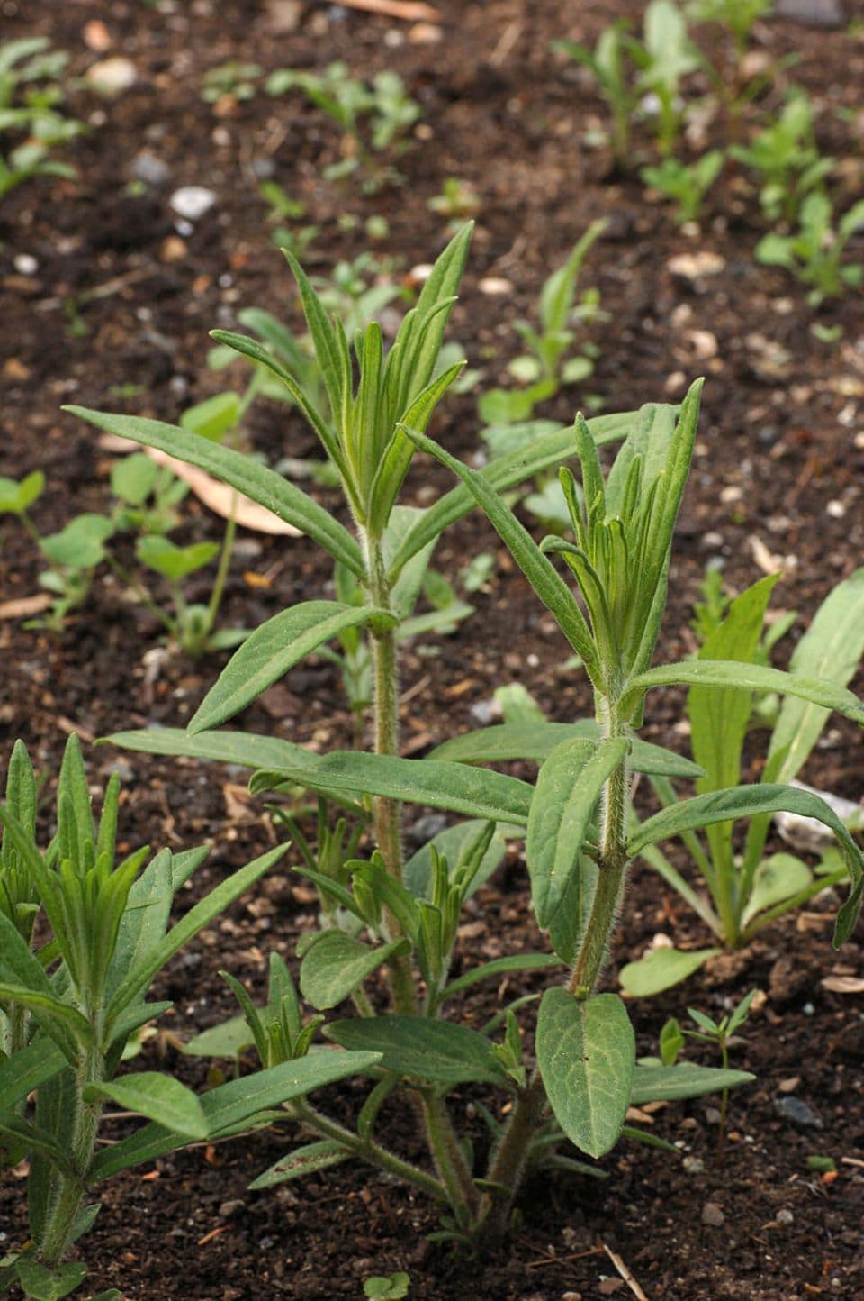las asclepias tuberosas