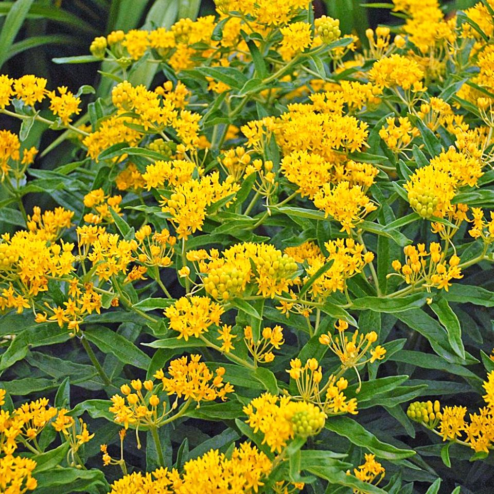 las asclepias tuberosas