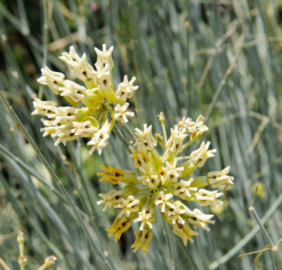 las asclepias tuberosas