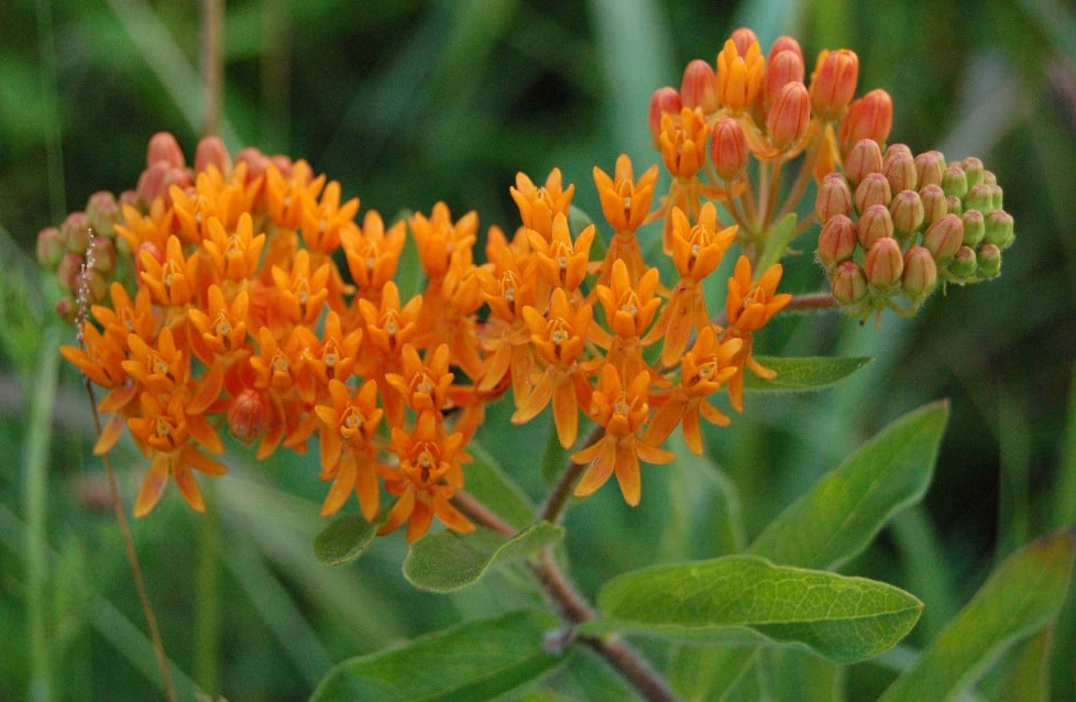 las asclepias tuberosas