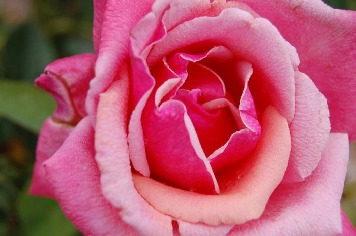 nombre científico de la rosa