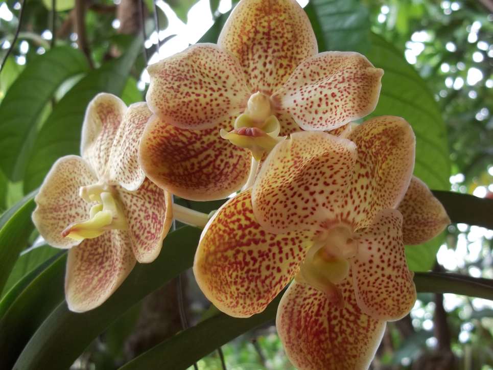 orquídea vanda