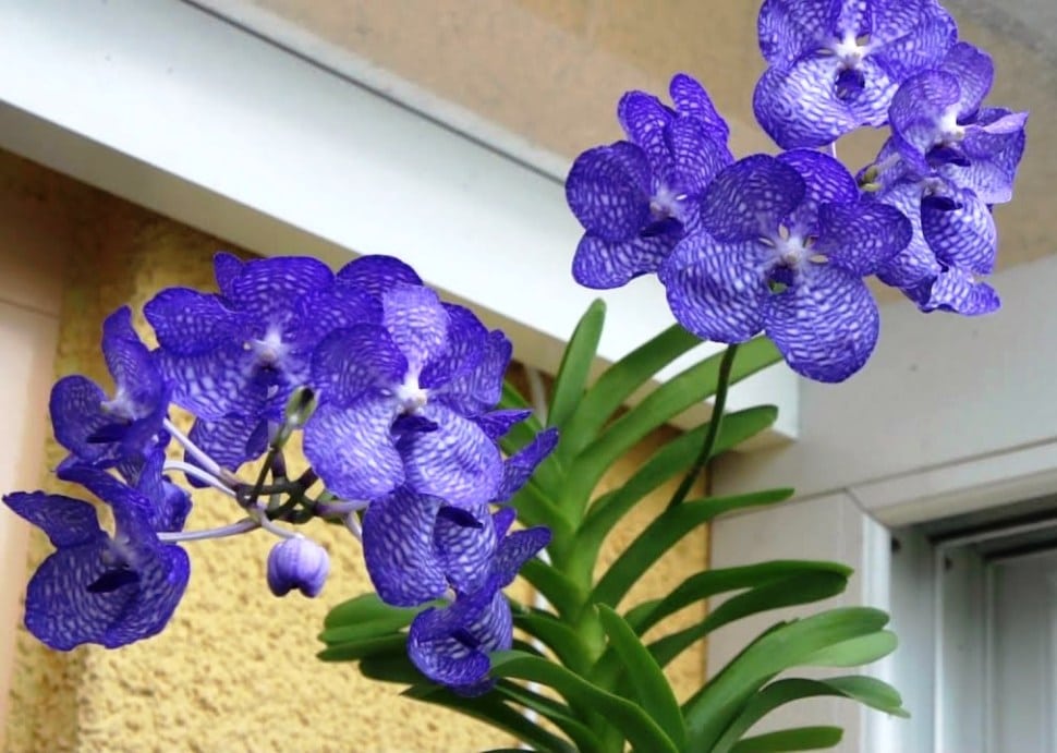 orquídea vanda