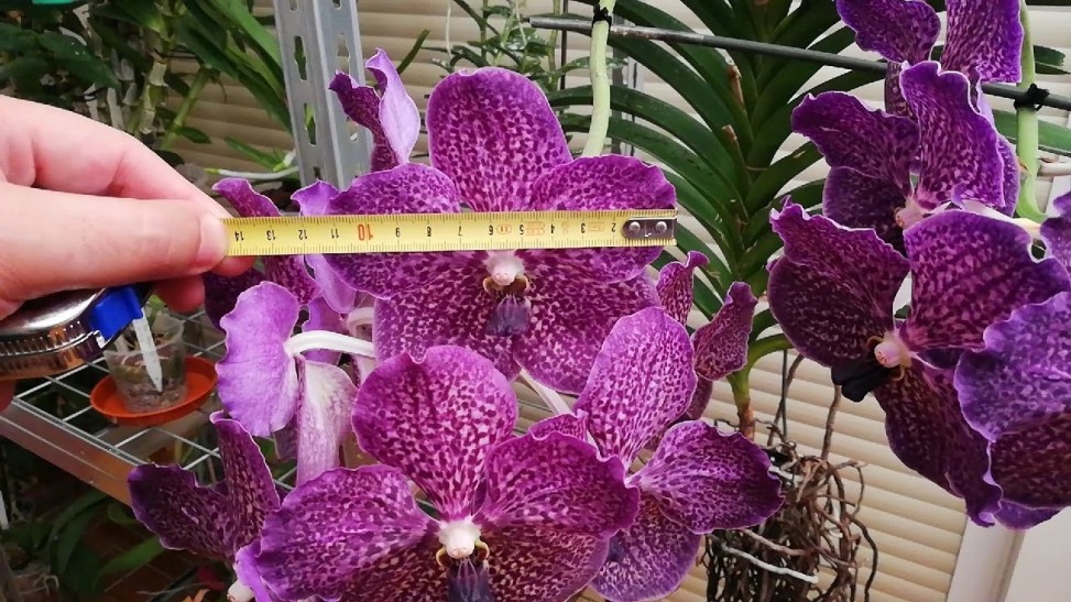 orquídea vanda