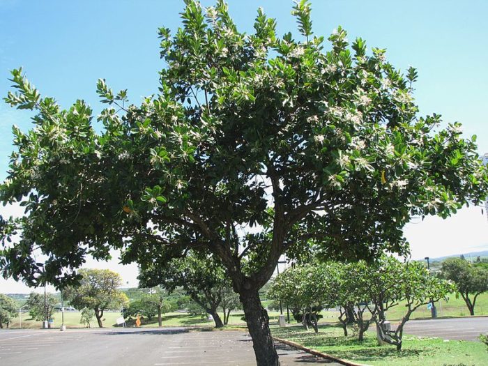 ÁRBOL LAUREL CARACTERÍSTICAS, CULTIVO, CUIDADOS, Y MÁS