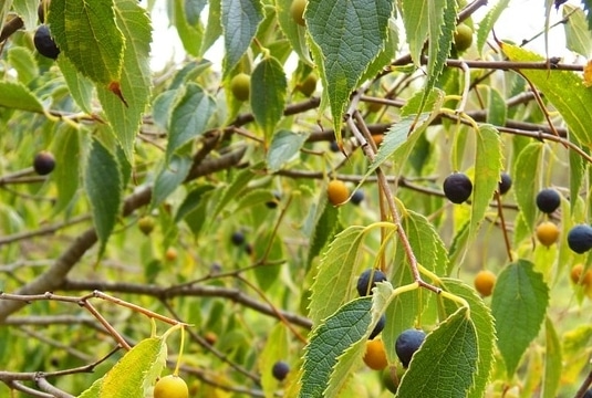 Almez o celtis australis