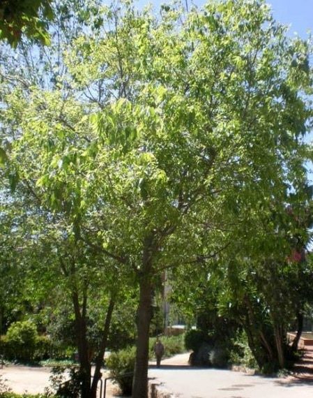 Almez o celtis australis