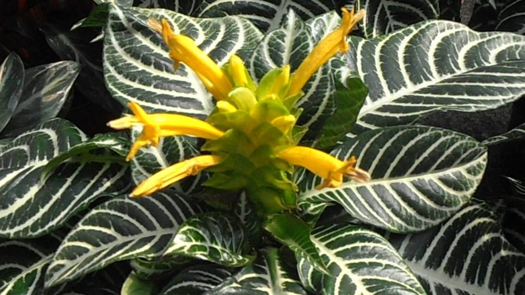 Aphelandra