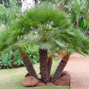 Chamaerops humilis