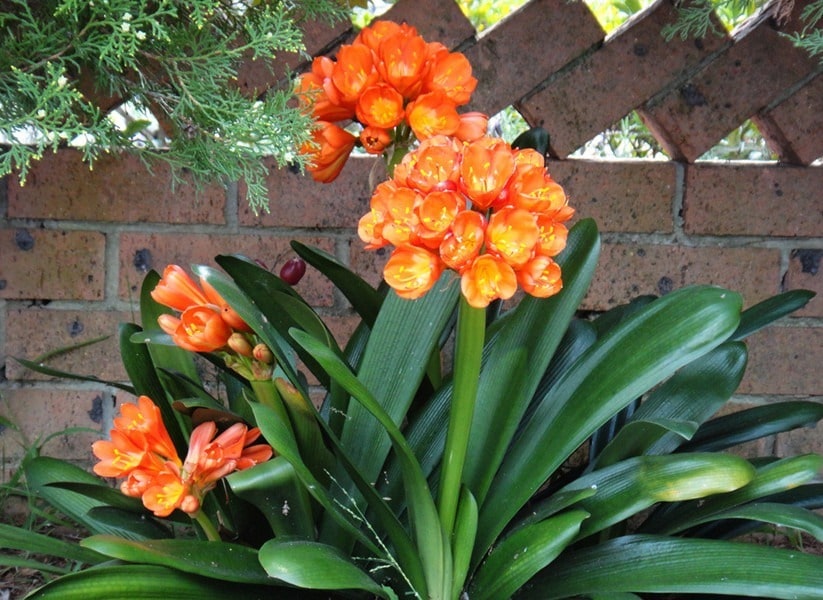 Clivia 3