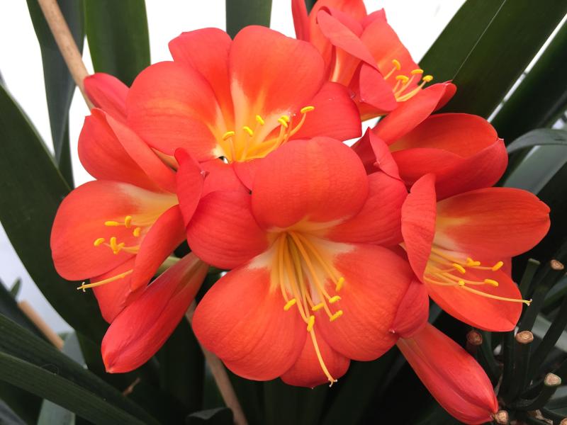 Clivia2